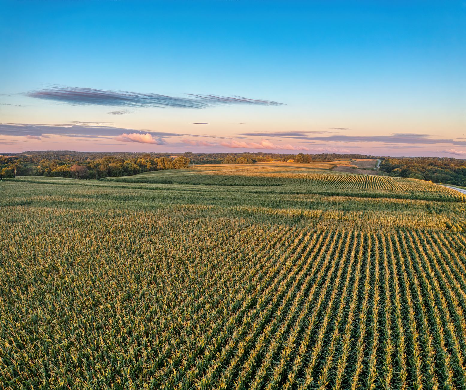 România devine al doilea cel mai mare producător de porumb din Uniunea Europeană