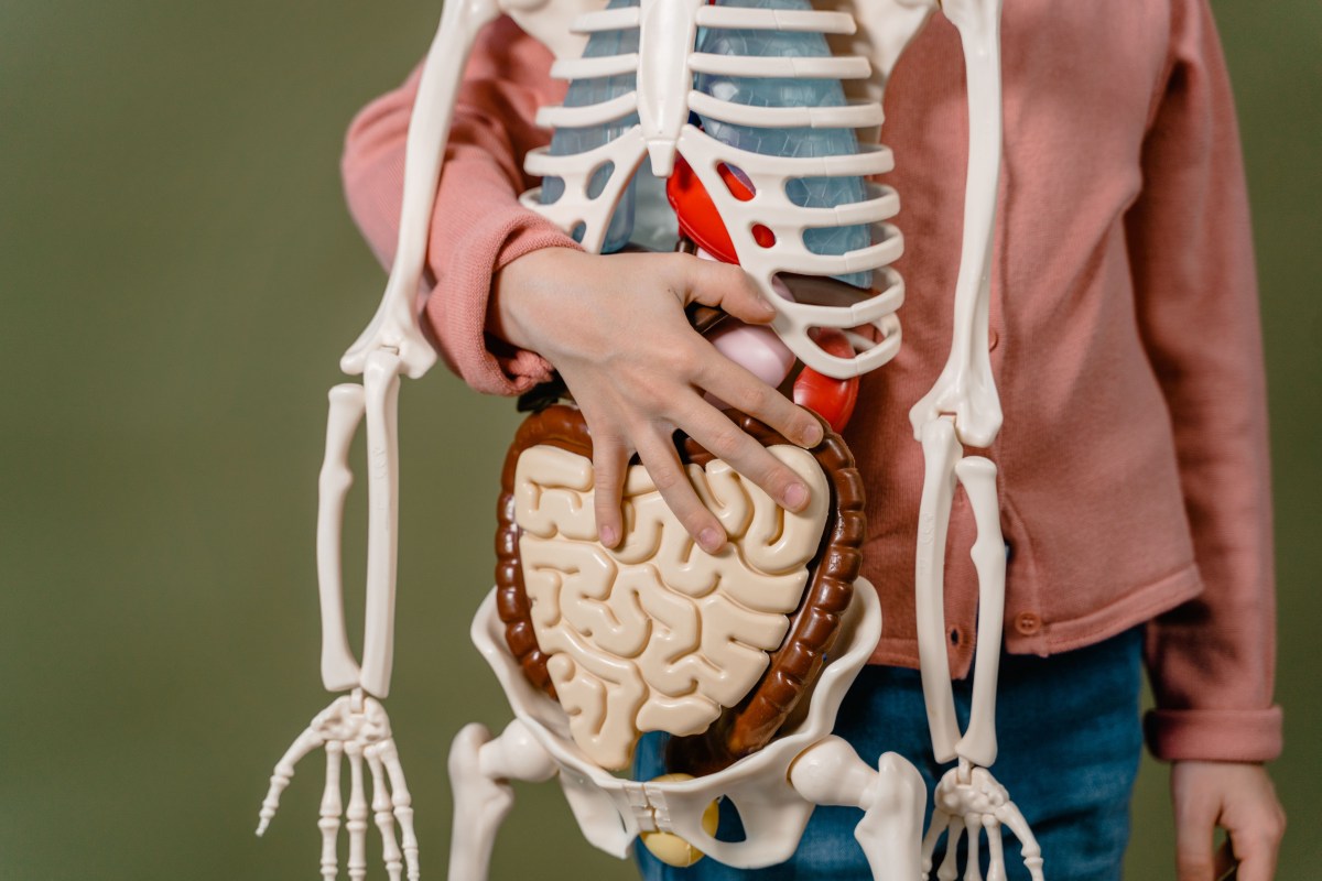 O ciupercă din intestinul uman ar putea oferi protecție împotriva radiațiilor, conform unui nou studiu