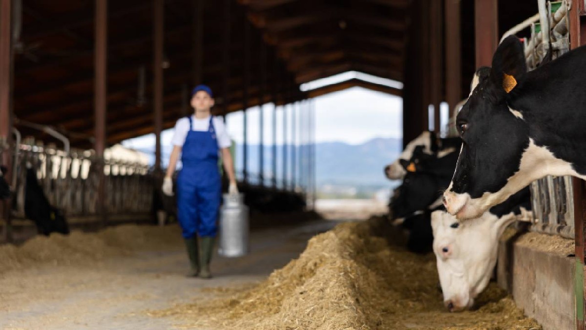Fermier german renunță la roboții de muls și angajează români pentru 1.300 de vaci