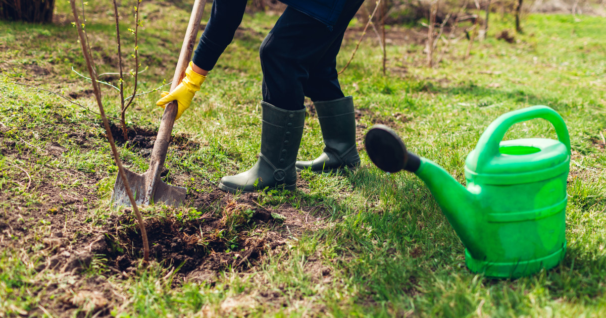 Reguli stricte pentru plantarea arborilor lângă gard: ce distanță trebuie respectată pentru a evita litigiile