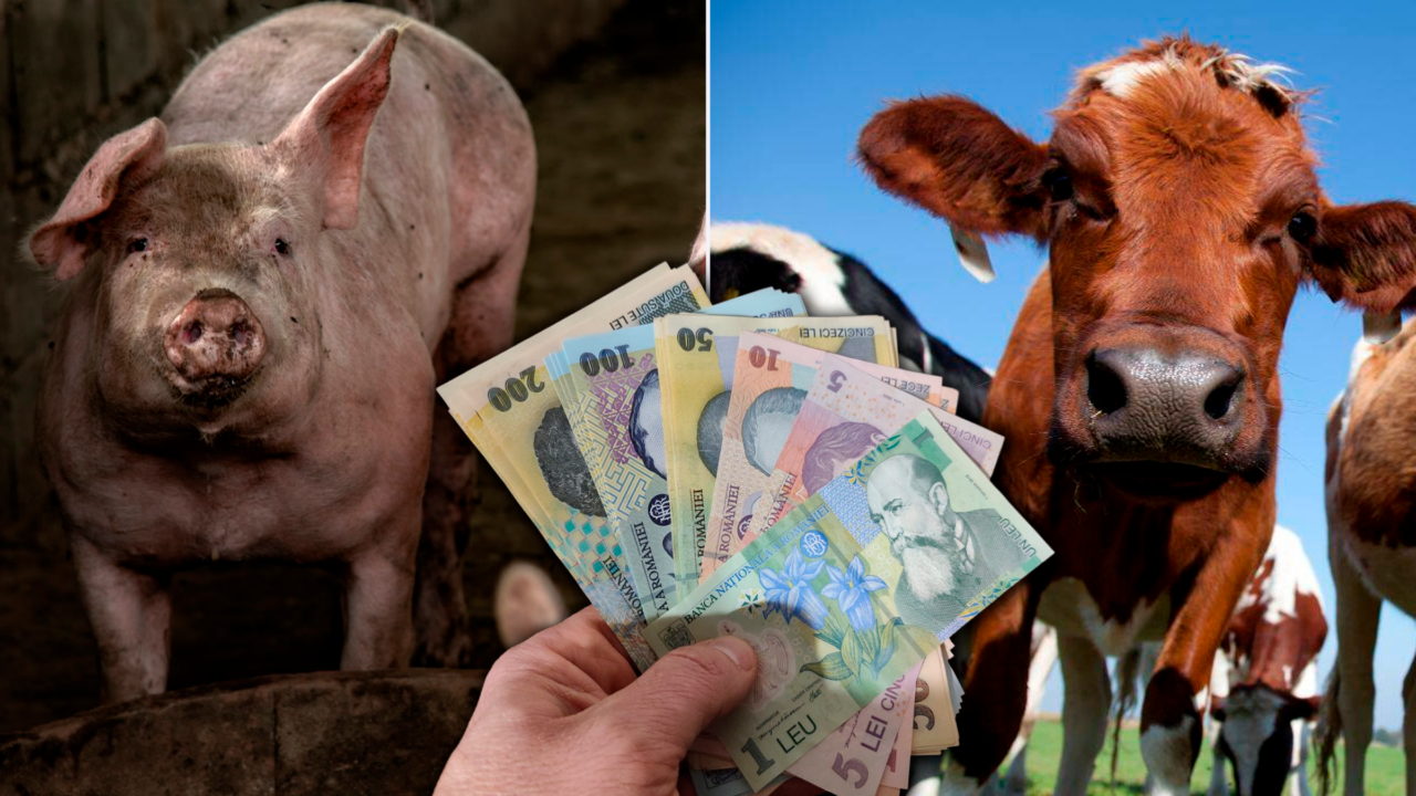 Termen limită pentru ajutorul de stat de până la 50.000 de euro pentru crescătorii de bovine și porcine