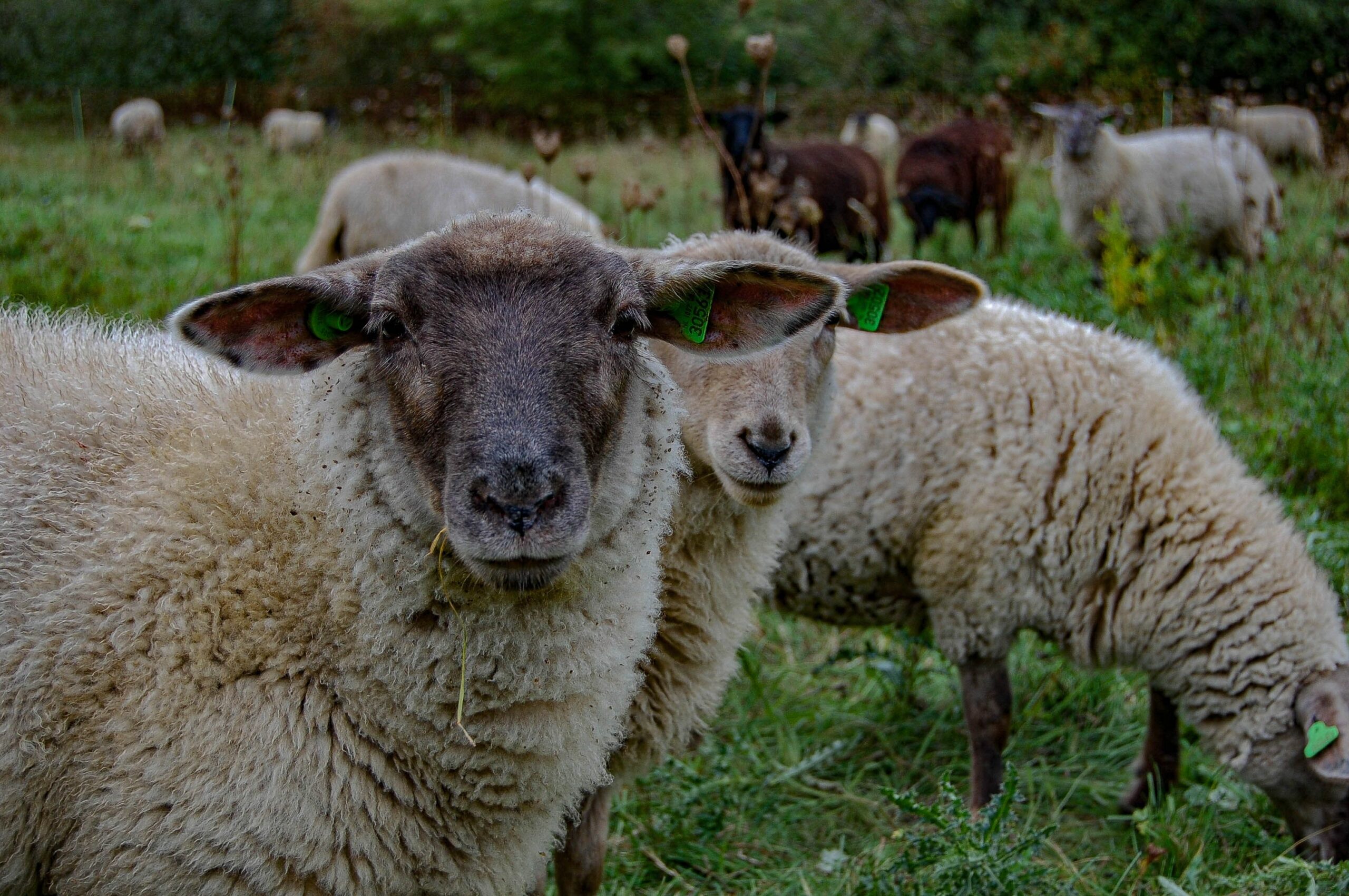 România s-ar putea întoarce pe piețele externe cu exporturi de ovine până la finalul anului